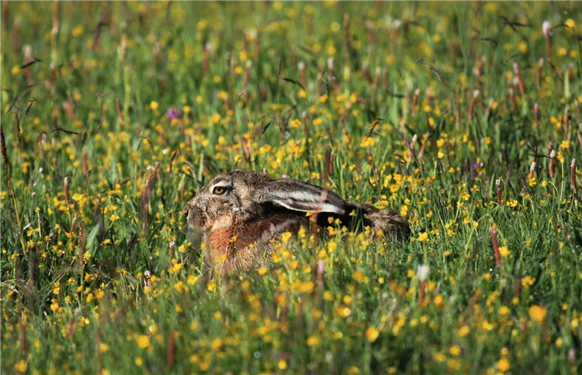 野生動(dòng)物的樂.jpg 野生動(dòng)物的樂.jpg
